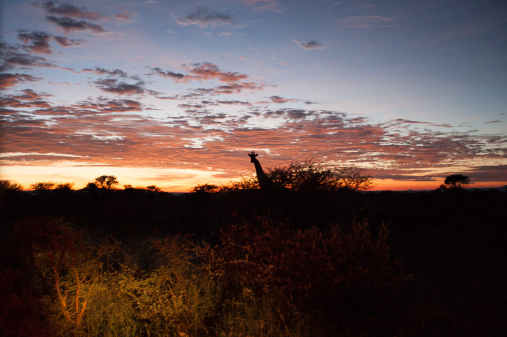sunrise giraffe silhouette