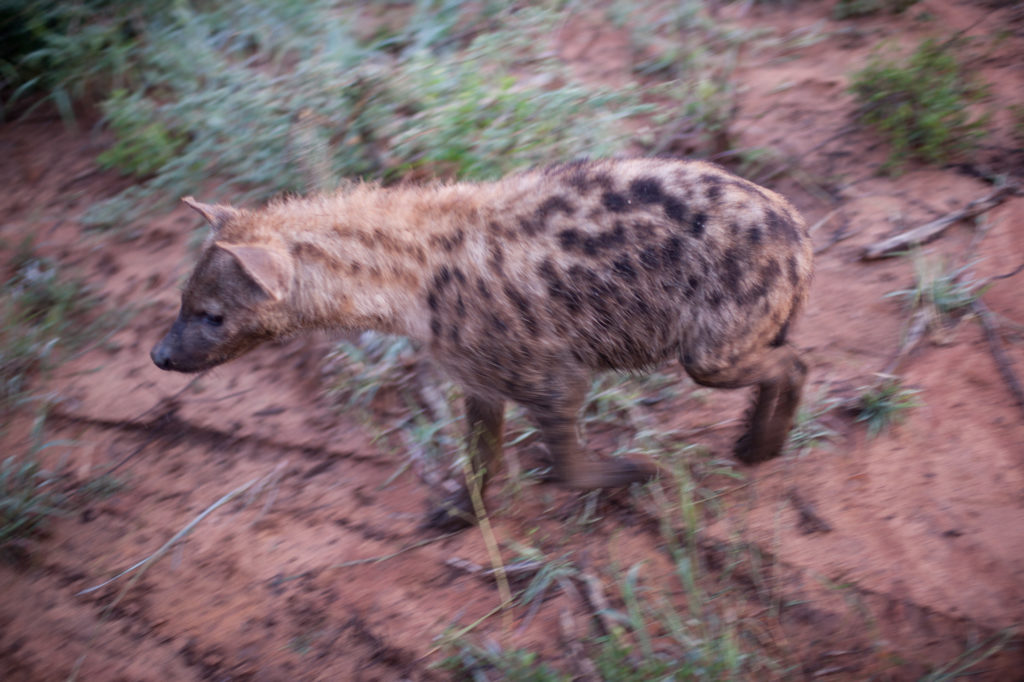 hyena single