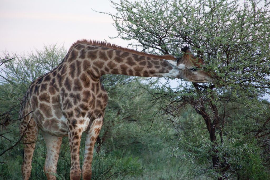 giraffe bent neck