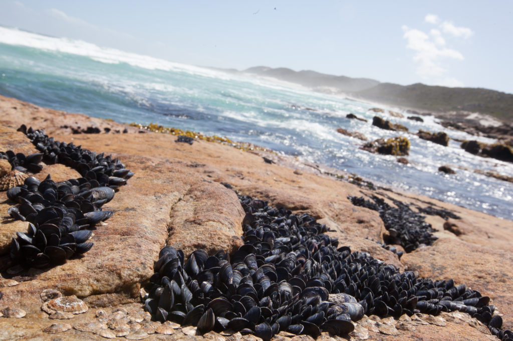 mussel shells on the shore