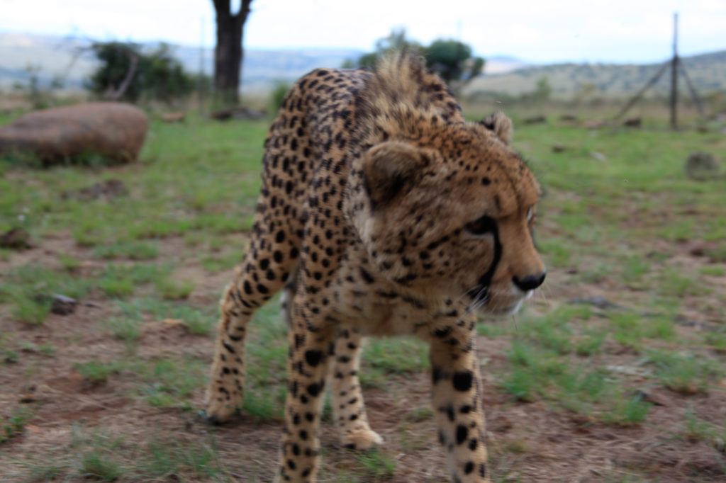 Cheetah Walk
