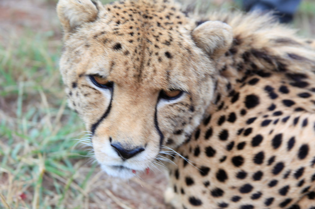 Cheetah Walk