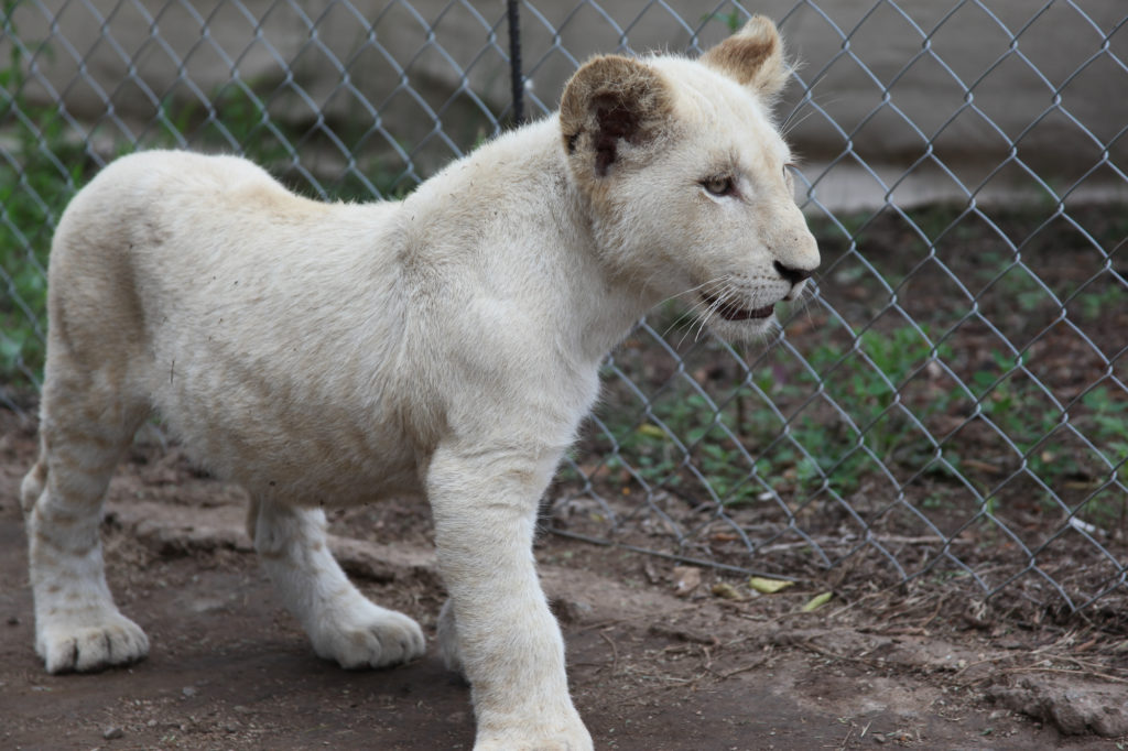 Lion cub interaction