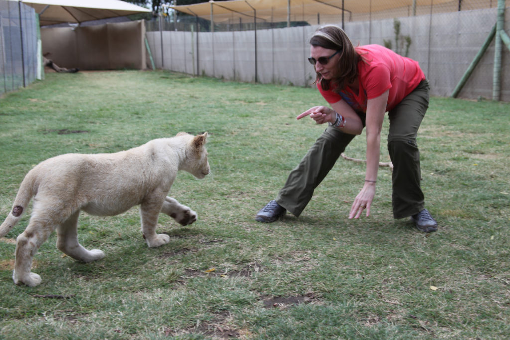 Lion cub interaction