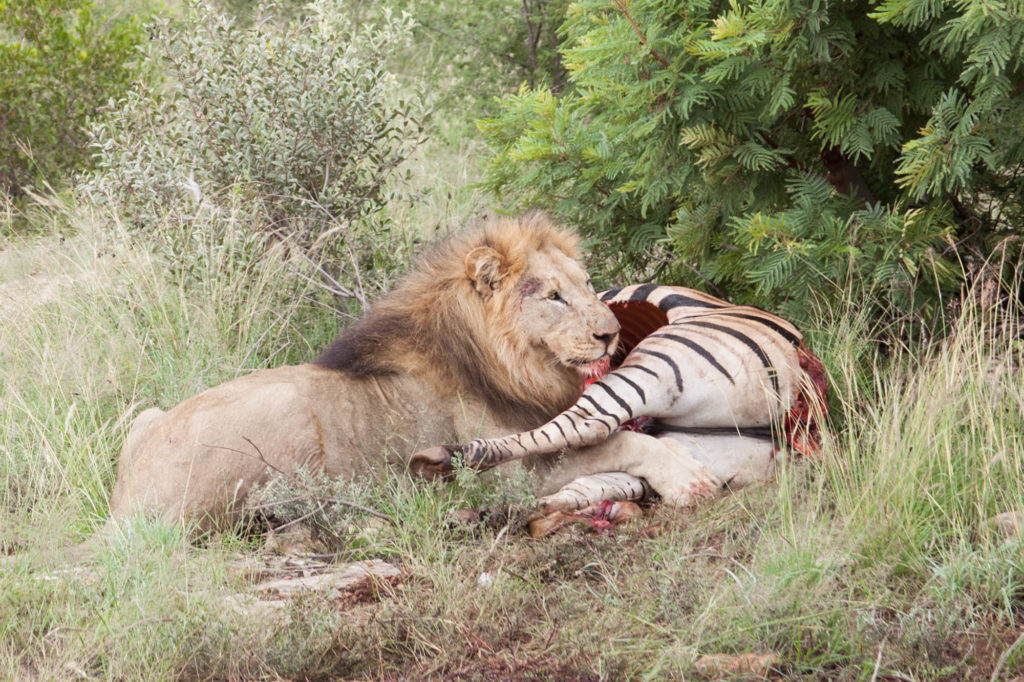 male lion eat zebra