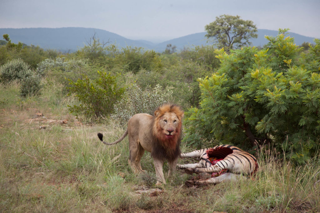 male lion eat zebra